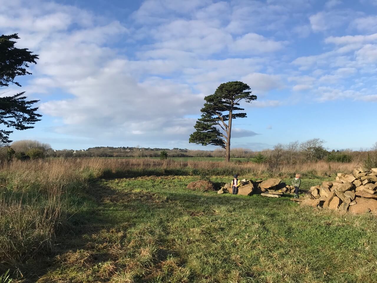 Tree planting project - Reforestation in Bretagne, France, planting 300 trees